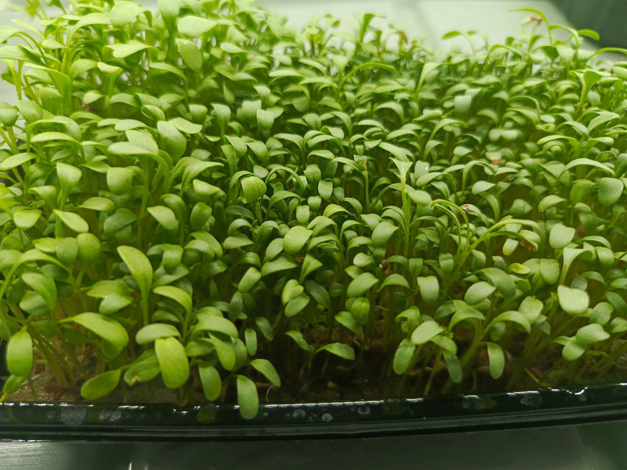 Микрозелень Кресс-салата