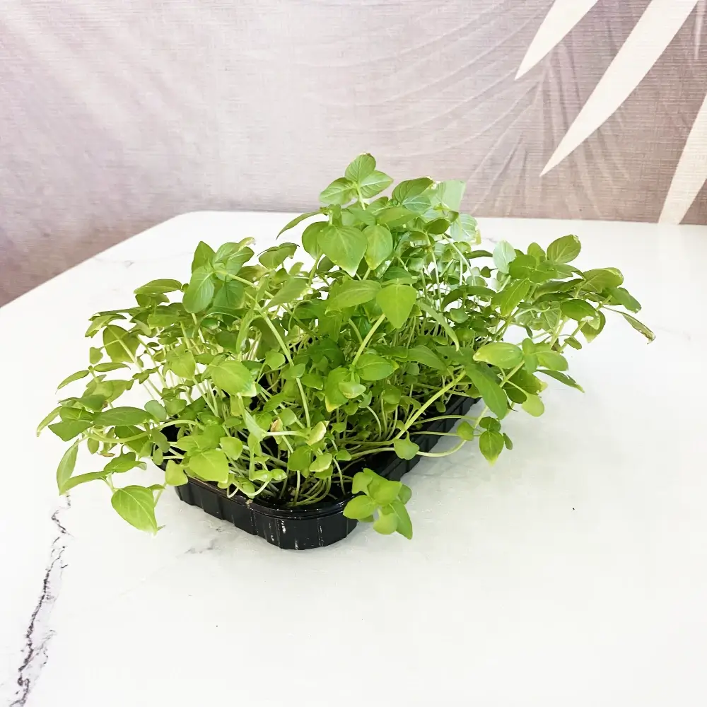 Микрозелень базилика