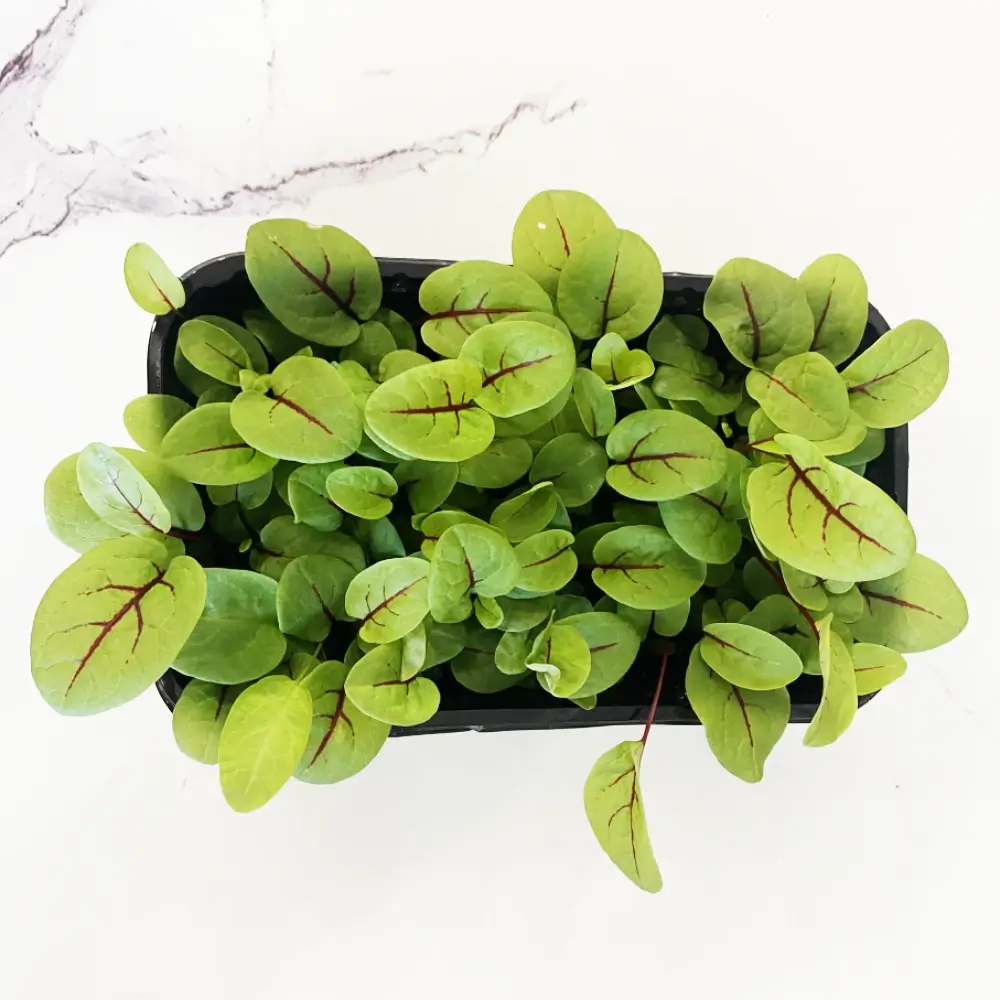 Щавель красножильный (Кровавая Мэри)